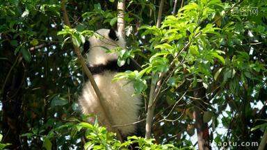 熊猫竹子幼崽巨大的